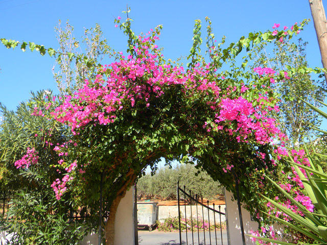 Alex Home Apartments Hersonissos  Exterior foto